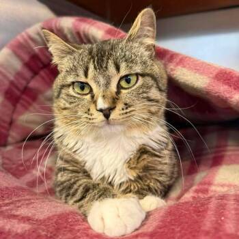 Domestic Short Hair Cats Available for Adoption - Pooh | PetCurious