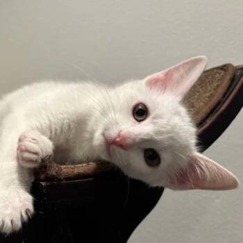 Domestic Short Hair Cats Available for Adoption in Dallas, Texas - Annabelle - EXT NBCR | PetCurious