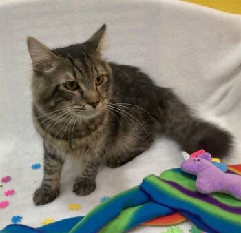 JAGO -  Domestic Medium Hair Cat for Adoption - JAGO | PetCurious