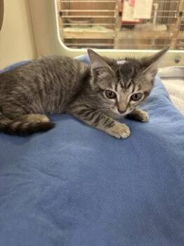 Liv -  Domestic Short Hair Cat for Adoption in Cincinnati, Ohio - Liv | PetCurious