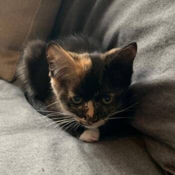 Alexis -  Domestic Short Hair Cat for Adoption in Los Angeles, California - Alexis | PetCurious