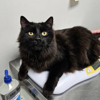 Banjo -  Domestic Long Hair Cat for Adoption in Oneonta, New York - Banjo | PetCurious