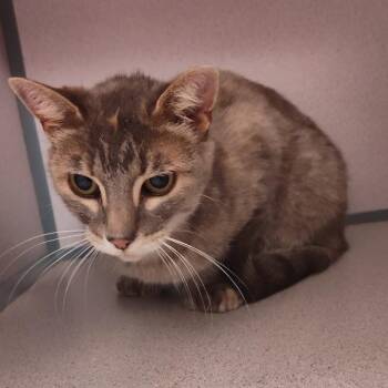 Lucy -  Domestic Short Hair Cat for Adoption in Cedar Rapids, Iowa - Lucy | PetCurious