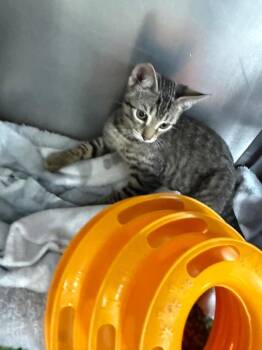 Brodie -  Domestic Short Hair Cat for Adoption in Albion, New York - Brodie | PetCurious