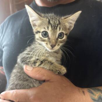 Bart -  Domestic Short Hair Cat for Adoption in Liverpool, Texas - Bart | PetCurious