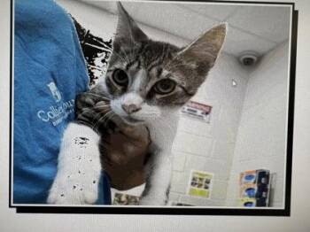 Scorpionfish -  Domestic Short Hair Cat for Adoption in Daytona Beach, Florida - Scorpionfish | PetCurious