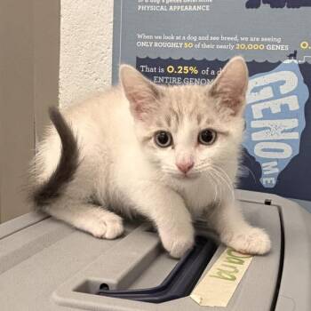 Dopey -  Domestic Short Hair Cat for Adoption in Marshall, Virginia - Dopey | PetCurious