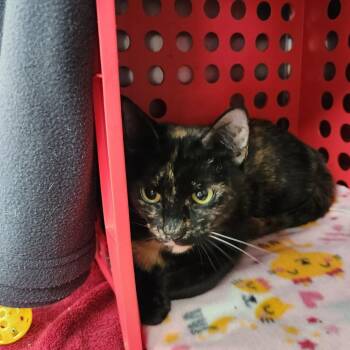 Topaz -  American Shorthair Cat for Adoption in Brockton, Massachusetts - Topaz | PetCurious