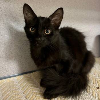 Hocus -  Domestic Short Hair Cat for Adoption in Goleta, California - Hocus | PetCurious