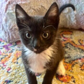 Allan -  Domestic Short Hair Cat for Adoption in Bentonville, Arkansas - Allan | PetCurious