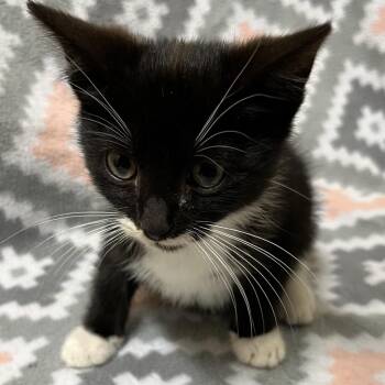 Fudge -  Domestic Short Hair Cat for Adoption in Riverwoods, Illinois - Fudge | PetCurious