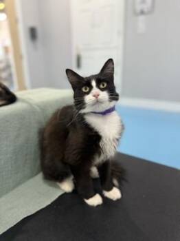 Rescue Domestic Medium Hair Cats for Adoption in Liverpool, Texas - Chloe | PetCurious