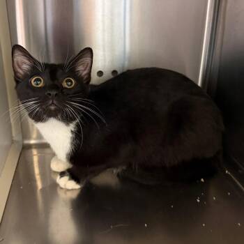 Memphis Minnie -  Domestic Short Hair Cat for Adoption in Norman, Oklahoma - Memphis Minnie | PetCurious