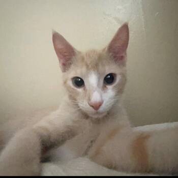 Acorn -  Domestic Short Hair Cat for Adoption in Tuscaloosa, Alabama - Acorn | PetCurious