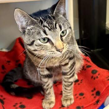 Domestic Short Hair Cats Available for Adoption - Brooklyn Baby | PetCurious