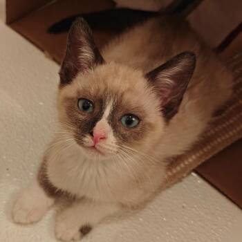 Anastasia -  Siamese Cat for Adoption in Mount Vernon, Arkansas - Anastasia | PetCurious