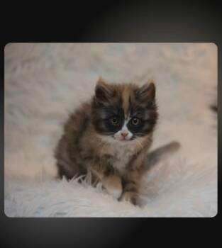 Artemis -  Domestic Medium Hair Cat for Adoption in Calgary, Alberta - Artemis | PetCurious