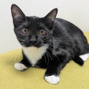 Mallery -  Domestic Short Hair Cat for Adoption in Normal, Illinois - Mallery | PetCurious