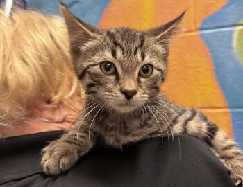 Bono -  Domestic Short Hair Cat for Adoption in Columbus, Indiana - Bono | PetCurious