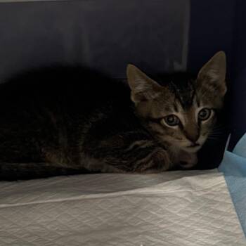 Cadet -  Domestic Short Hair Cat Available for Adoption in Salt Lake City, Utah - Cadet | PetCurious