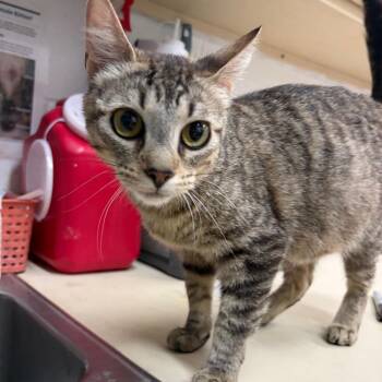 Beanie -  Domestic Short Hair Cat for Adoption in Ardmore, Oklahoma - Beanie | PetCurious