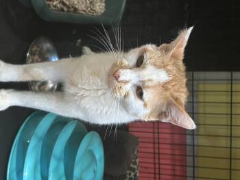 Wobbly -  Domestic Short Hair Cat for Adoption in Havertown, Pennsylvania - Wobbly | PetCurious