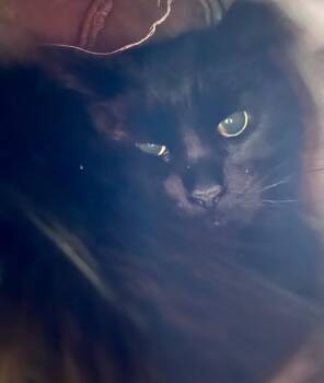 Domestic Long Hair Cats Available for Adoption - Princess | PetCurious