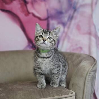 Sol-C -  Domestic Short Hair Cat for Adoption in East St. Louis, Illinois - Sol-C | PetCurious