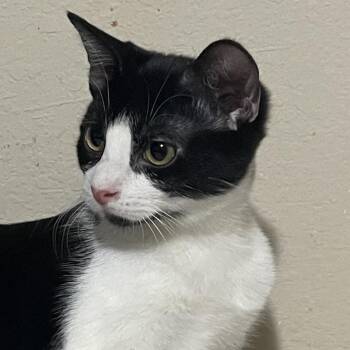 Ravin -  Domestic Short Hair Cat for Adoption in Liverpool, Texas - Ravin | PetCurious