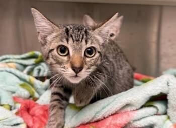 SEAN BEAN -  Domestic Short Hair Cat for Adoption in Tustin, California - SEAN BEAN | PetCurious