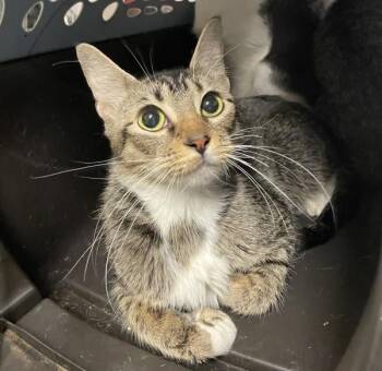 Twix (mcas) -  Domestic Short Hair Cat for Adoption in Troutdale, Oregon - Twix (mcas) | PetCurious