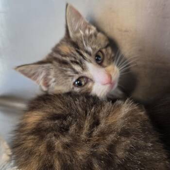 Queen "Lucy" the Valiant -  Domestic Short Hair Cat for Adoption - Queen "Lucy" The Valiant | PetCurious