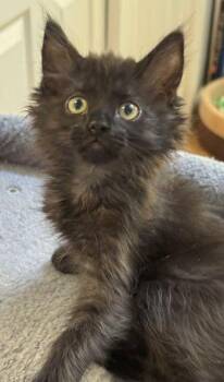 Artemis (Maisie) -  Domestic Long Hair Cat for Adoption in Davis, California - Artemis (Maisie) | PetCurious