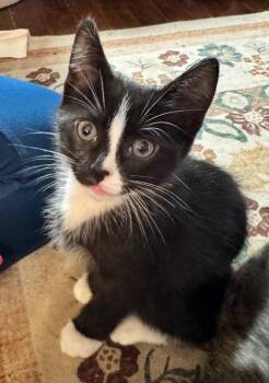 Zorro -  Domestic Medium Hair Cat for Adoption in Little Rock, Arkansas - Zorro | PetCurious