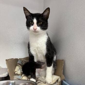 Delilah -  Tuxedo Cat for Adoption in Columbia, South Carolina - Delilah | PetCurious