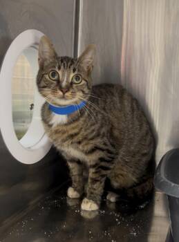 Domestic Short Hair Cats Available for Adoption - Tempurra | PetCurious