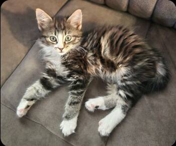 Rescue Domestic Long Hair Cats for Adoption in San Jacinto, California - Holly | PetCurious