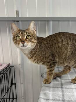 American Shorthair Cats Available for Adoption - Sassy | PetCurious
