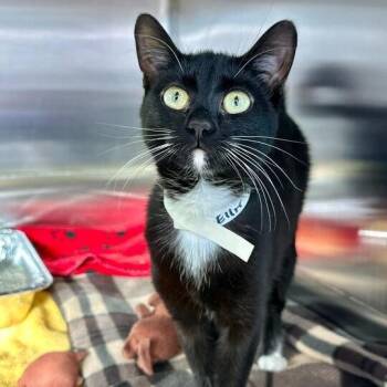 Domestic Short Hair Cats Available for Adoption - Ellie | PetCurious