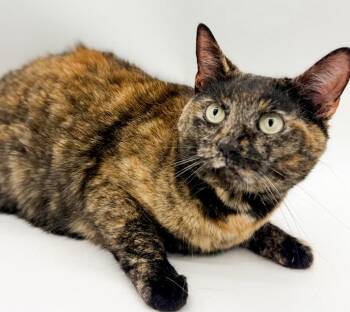 Tortoiseshell Cats Available for Adoption in Bedford Hills, New York - Stella Can