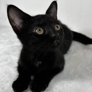 Jet -  Domestic Short Hair Cat for Adoption in Johnson City, Tennessee - Jet | PetCurious