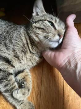 Estelle -  Tabby Cat Available for Adoption in Stanton, Kentucky - Estelle | PetCurious