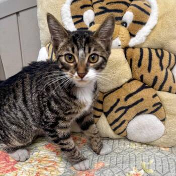 Domestic Short Hair Cats Available for Adoption in Long Beach, California - Noodle | PetCurious