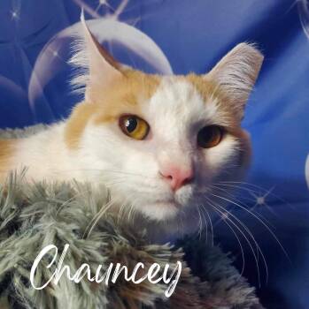 Domestic Short Hair Cats Available for Adoption - Chauncey | PetCurious