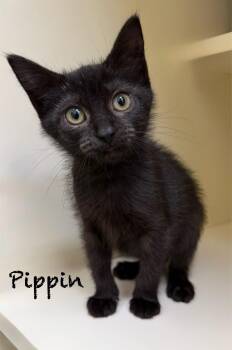 Domestic Short Hair Cats Available for Adoption in Pawleys Island, South Carolina - Pippin | PetCurious