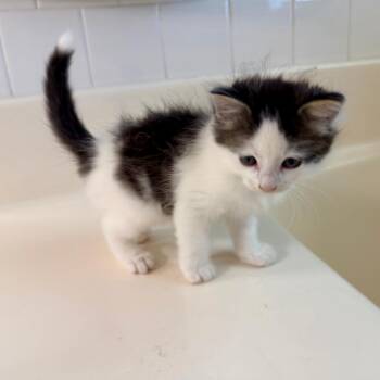 Ewok 2026-415 -  Domestic Long Hair Cat for Adoption in Winder, Georgia - Ewok 2026-415 | PetCurious