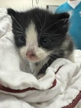 Domestic Short Hair Cats Available for Adoption in Doral, Florida - DELILAH | PetCurious