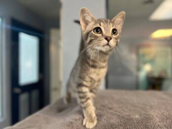 Hayes -  Domestic Short Hair Cat for Adoption in Lovingston, Virginia - Hayes | PetCurious