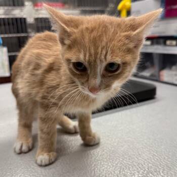 Putzie -  Domestic Short Hair Cat for Adoption in Spokane, Washington - Putzie | PetCurious