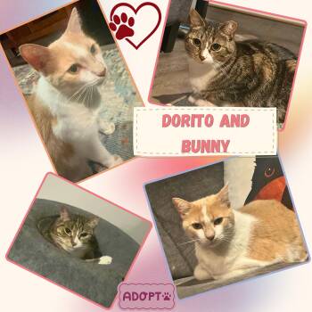 Dorito and Bunny - a fun pair -  Domestic Short Hair Cat for Adoption in Port Chester, New York - Dorito And Bunny - A Fun Pair | PetCurious